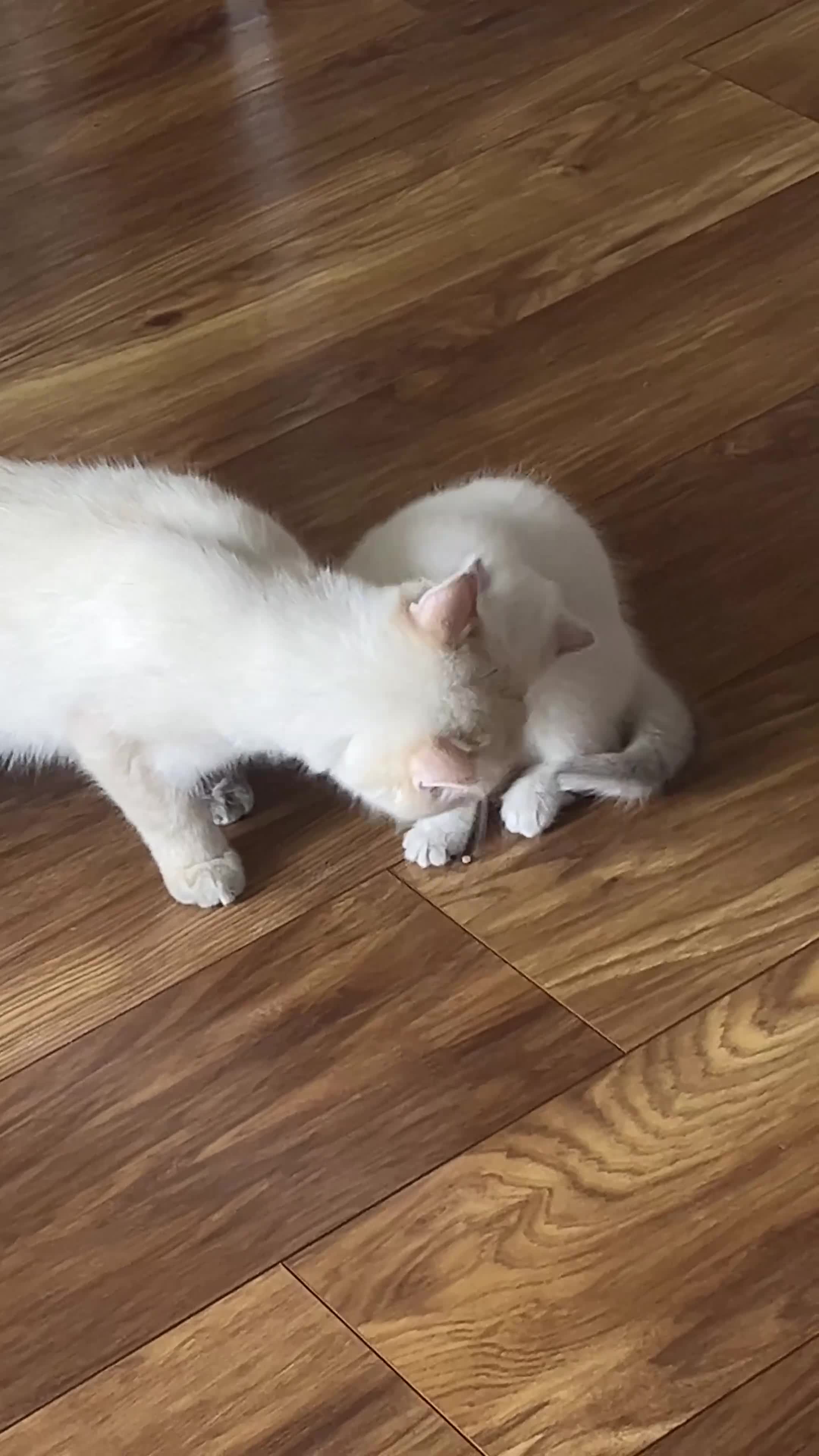 British Shorthair cats for sale: British Long/Shorhair Kittens  - Video 2