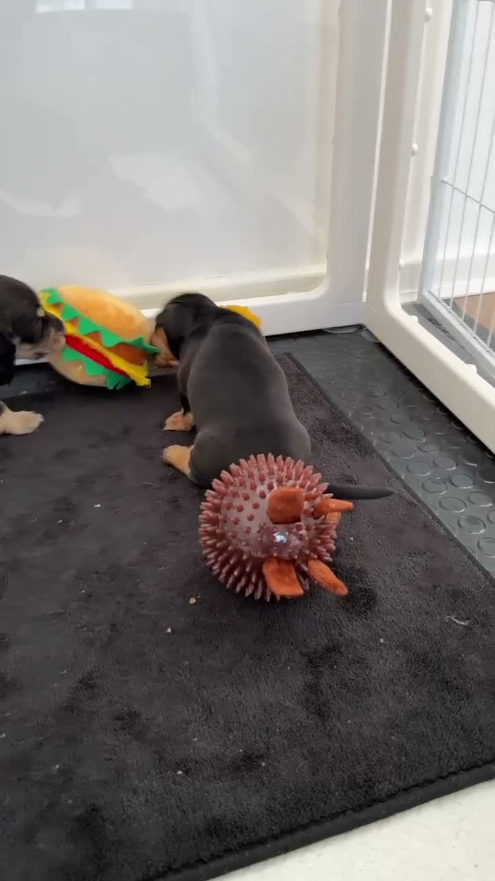 Miniature Dachshund dogs for sale: Stunning Miniature Daschund Puppies - Video 1