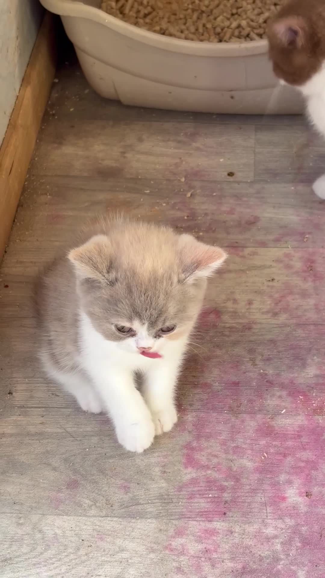 Scottish Fold cats for sale: Pick and mix Scottish fold kittens  - Video 1