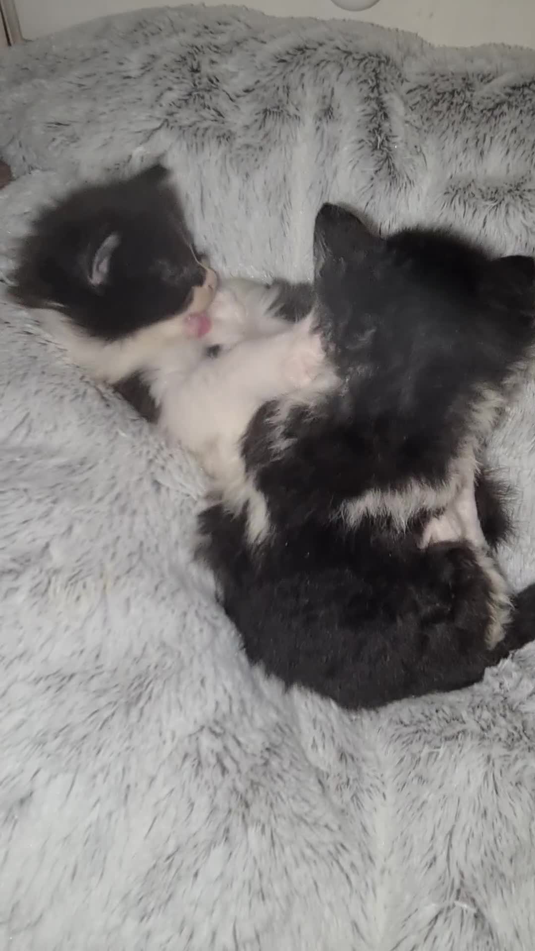Devon Rex cats for sale: Stunning half devon rex kittens  - Video 2