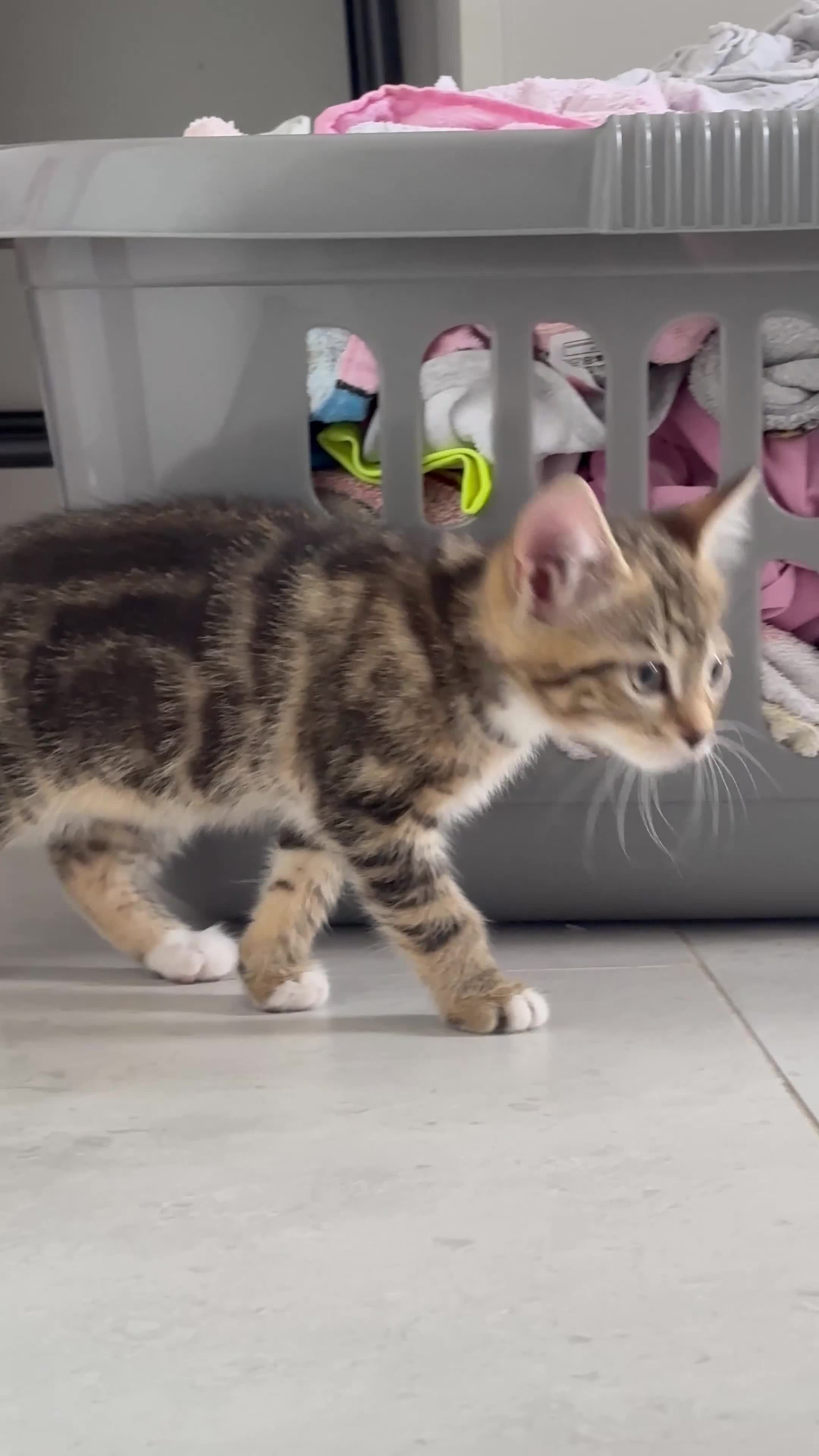 Mixed Breed cats for sale: Mixed Breed Kitten  - Video 2