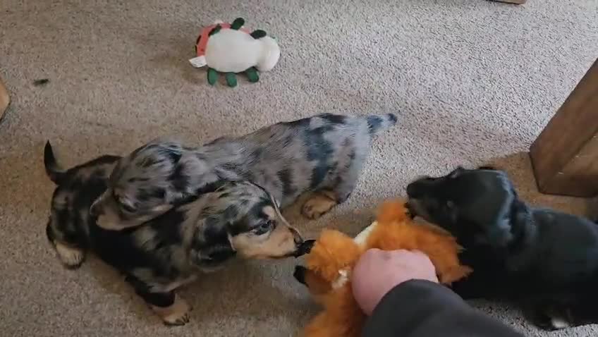 Miniature Dachshund dogs for sale: Beautiful Daches  - Video 1