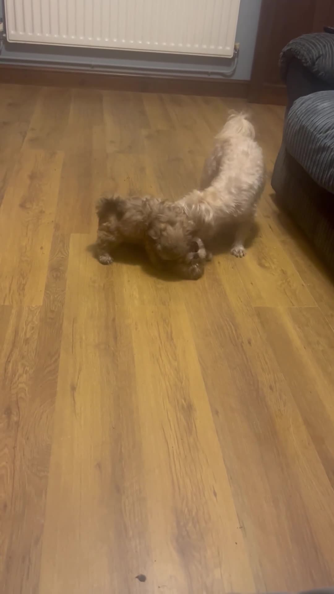 Shih Tzu dogs for sale: Gorgeous little boy - Video 3