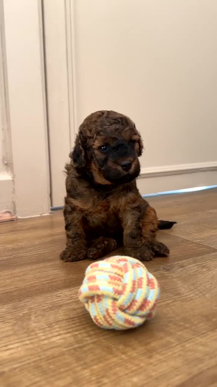 Poochon dogs for sale: X3 beautiful poochon males  - Video 5