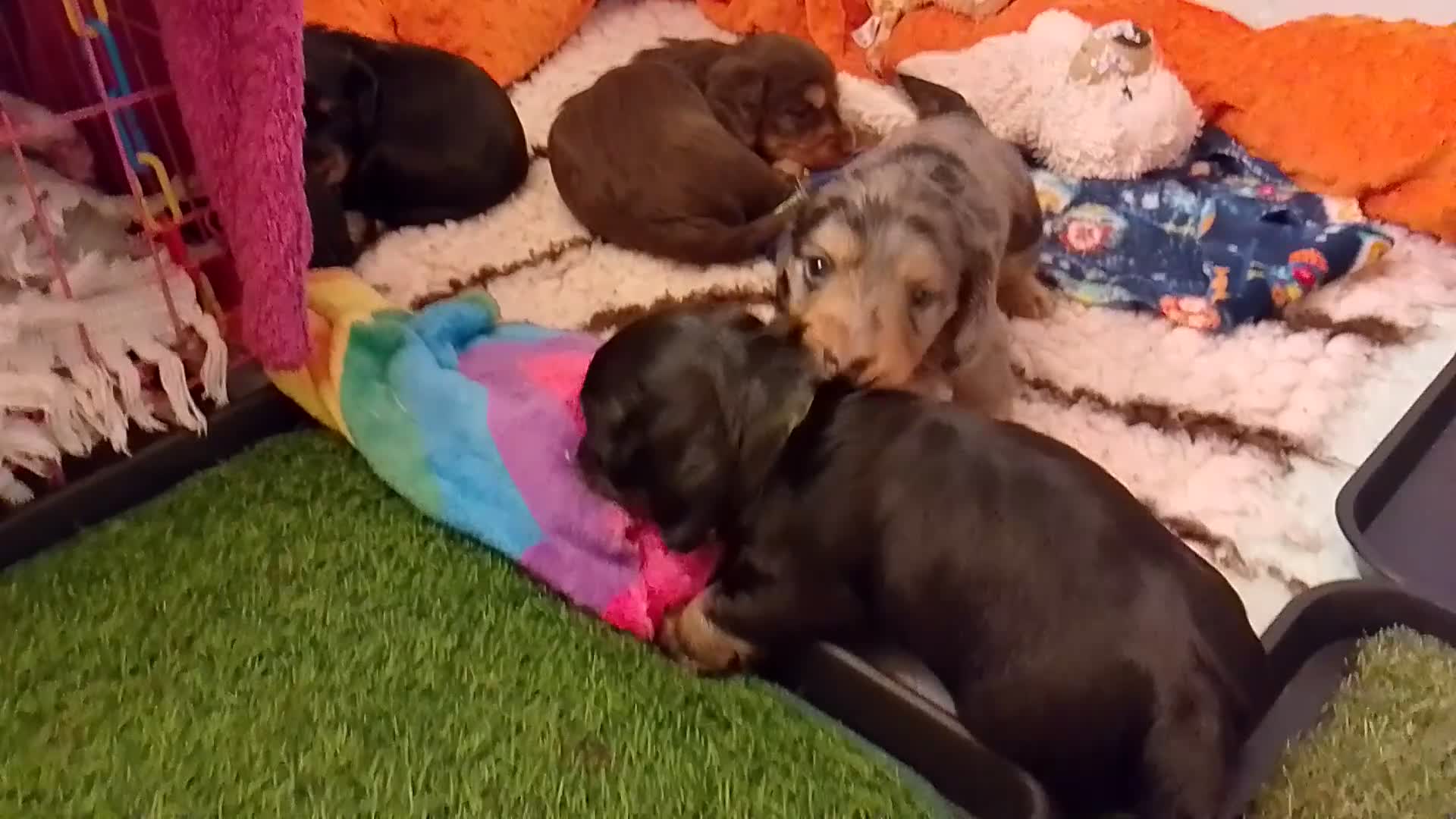 Miniature Dachshund dogs for sale: KC Health tested Licensed breeder 12 years exp - Video 2