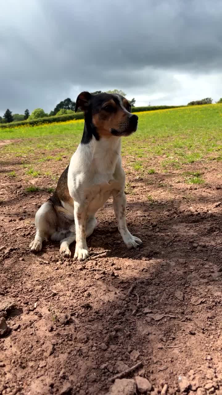 Jack Russell dogs for stud: Reggie  in Ledbury - Video 1