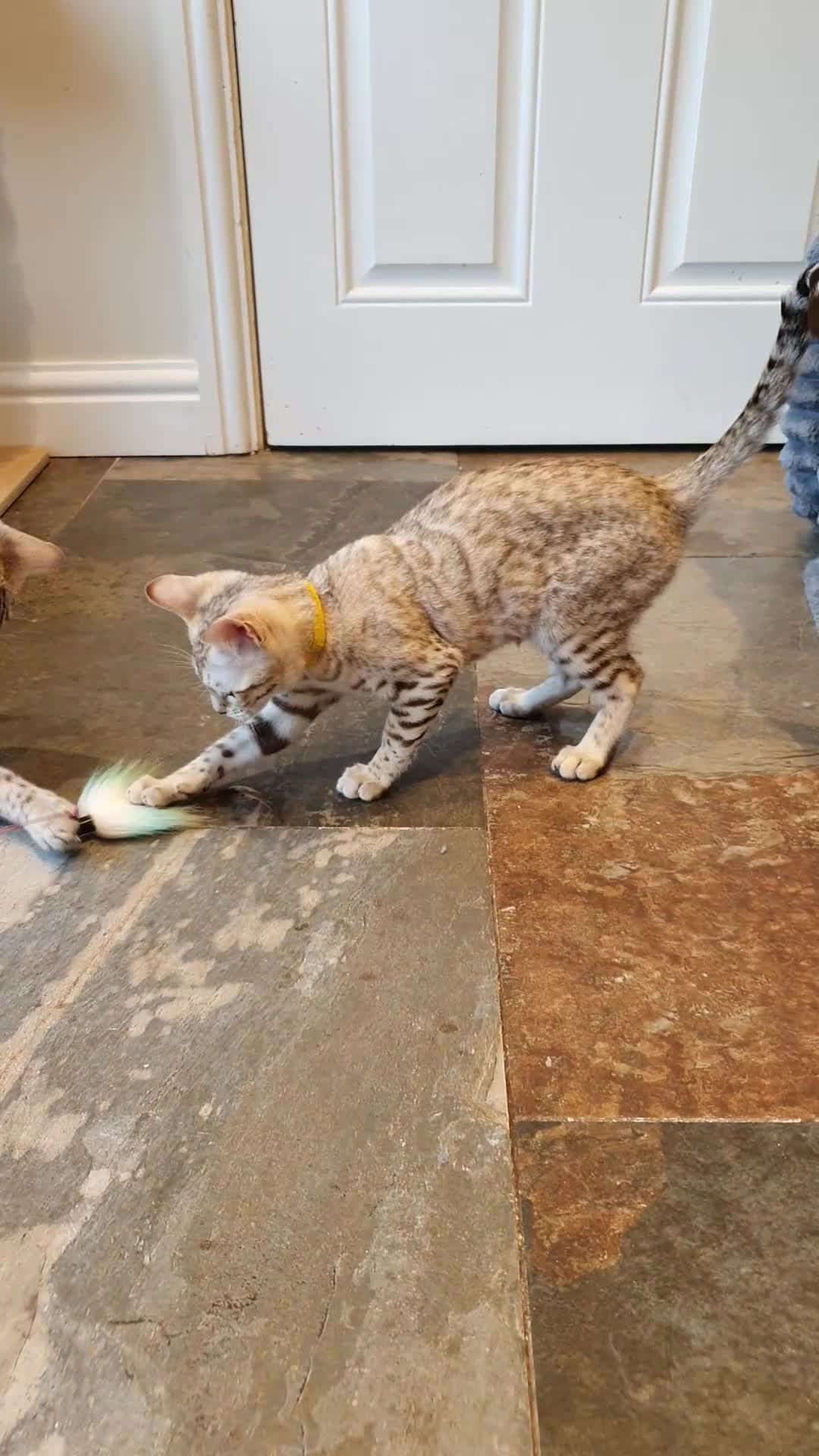 Bengal cats for sale: 🐆💕Very Beautiful Tica Registered Bengal Kittens. - Video 1