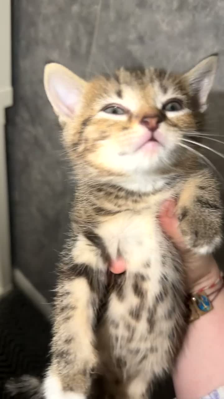 Domestic Shorthair cats for sale: 🤍TABBY KITTENS FOR SALE!! in Newton Aycliffe - Video 1