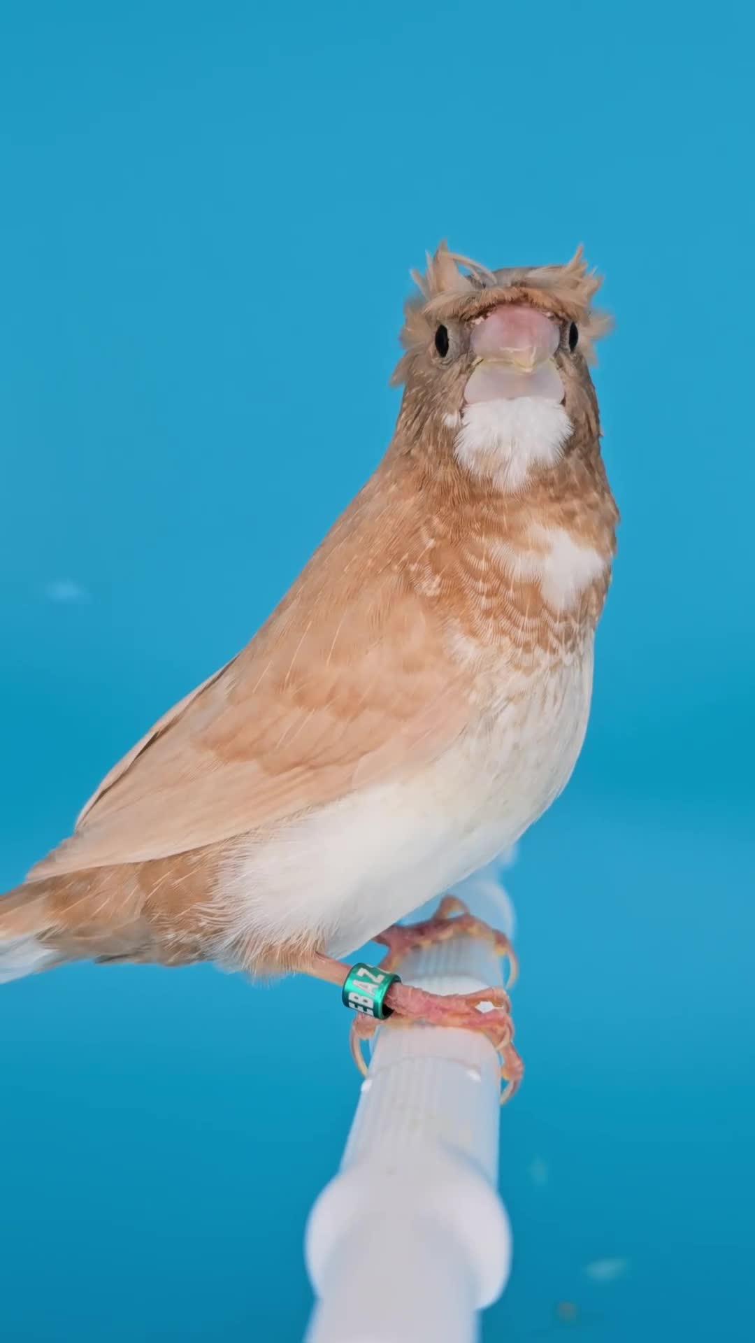 Finches birds for sale: Bengalese finches  - Video 4