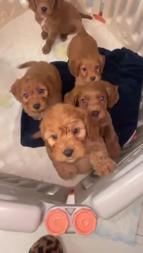 Cockapoo dogs for sale: ❤️NOW REDUCED❤️…X1 BOY (health tested) - Video 2
