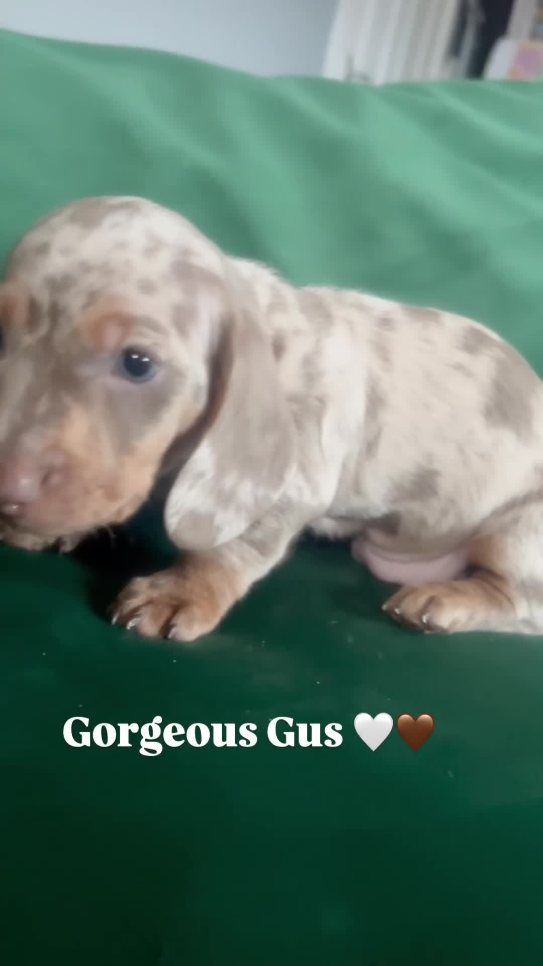 Miniature Dachshund dogs for sale: Isabelle and tan dapple boy  - Video 1