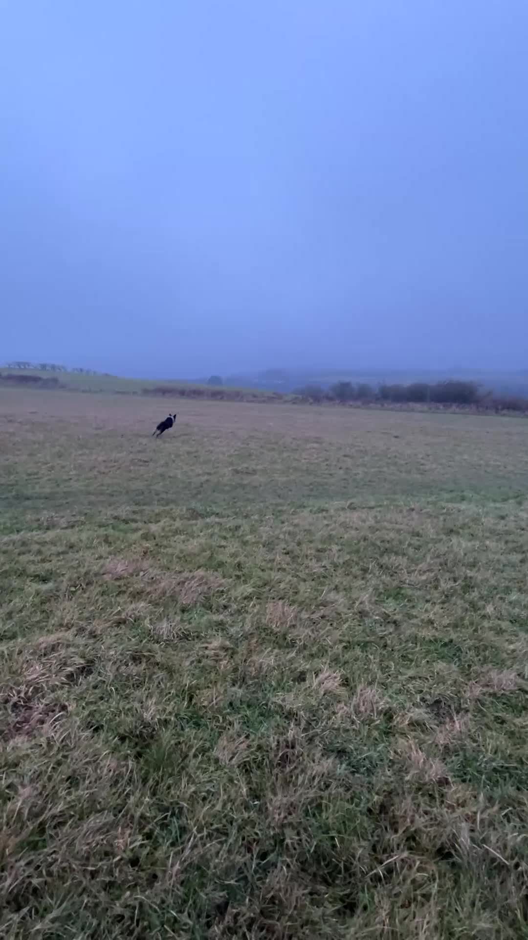 Border Collie dogs for sale: 11 month old border collie  - Video 3