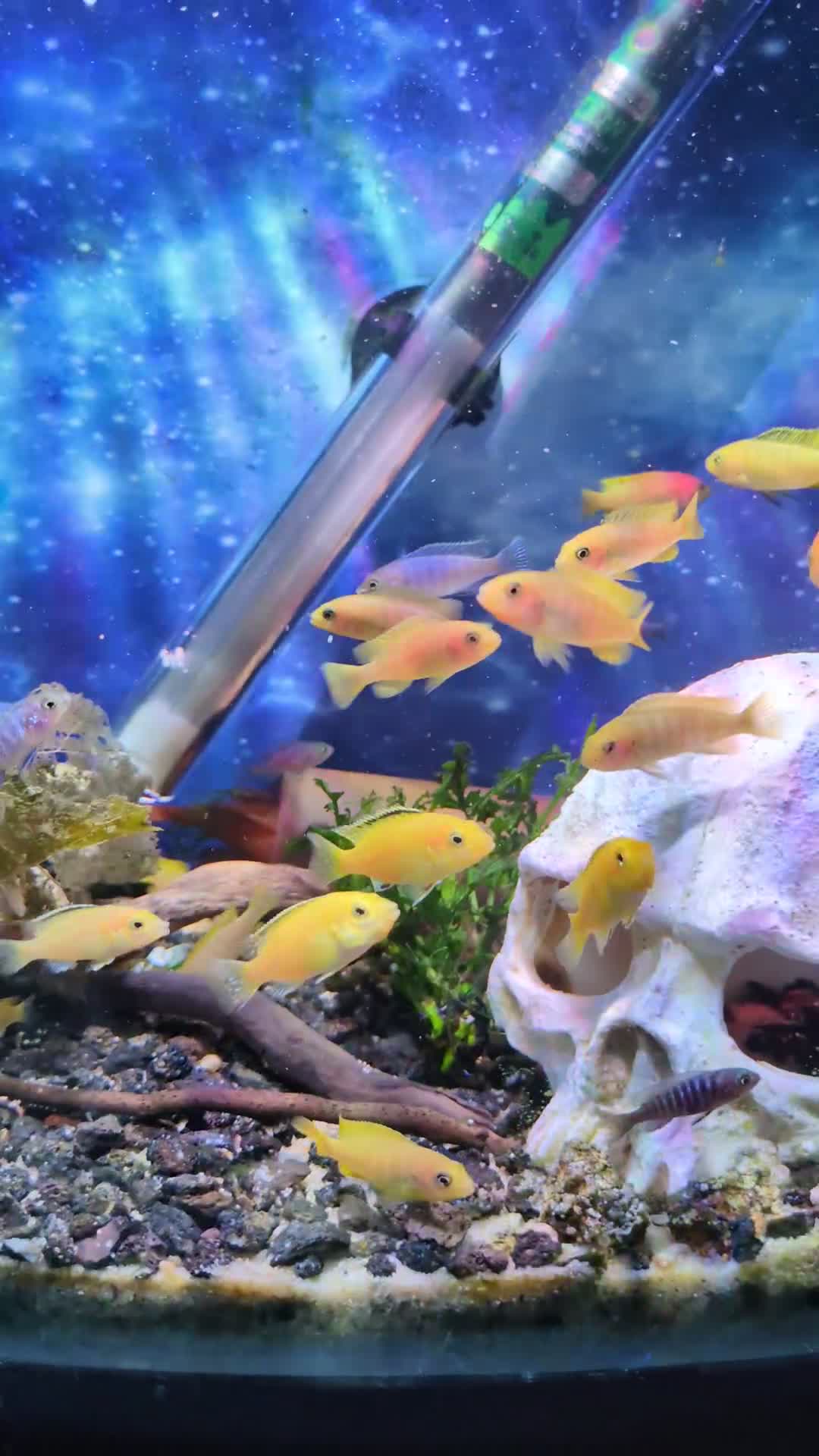 Cichlids fish for sale: Mbuna cichlids for sale - Video 1