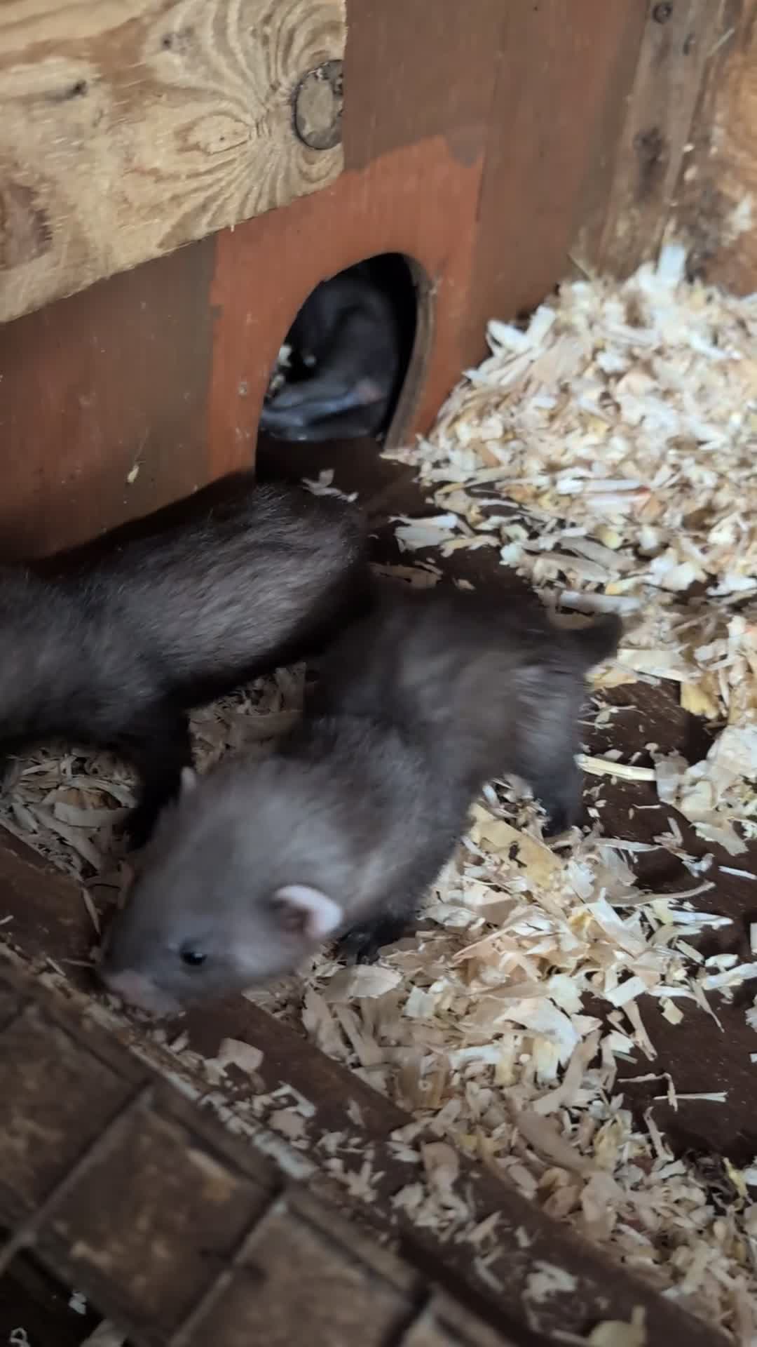 Ferret rodents for sale: European polecat x Kits - Video 1