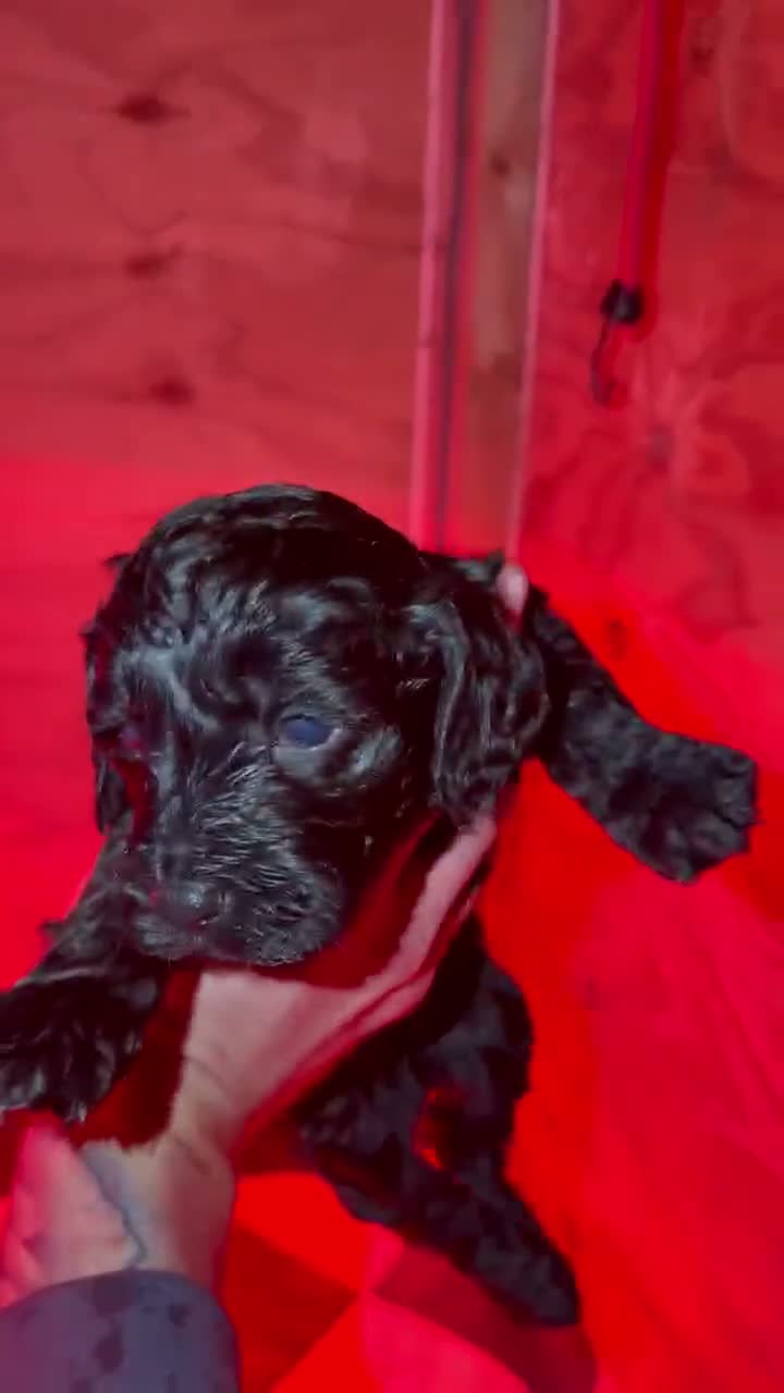 Cockapoo dogs for sale: 6 cockerpoo puppies  - Video 1