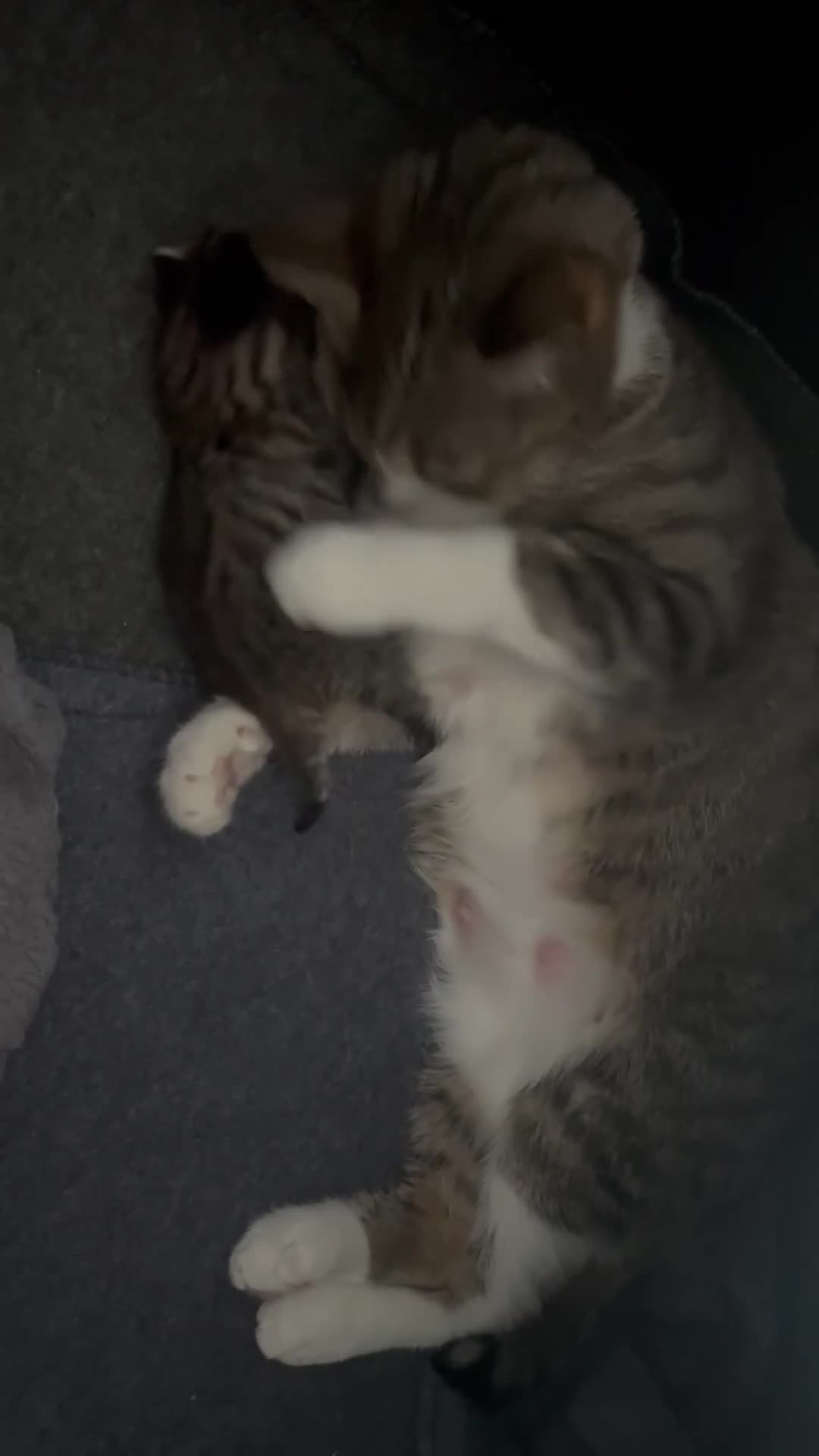 Mixed Breed cats for sale: **BEAUTIFUL FEMALE KITTEN** - Video 3