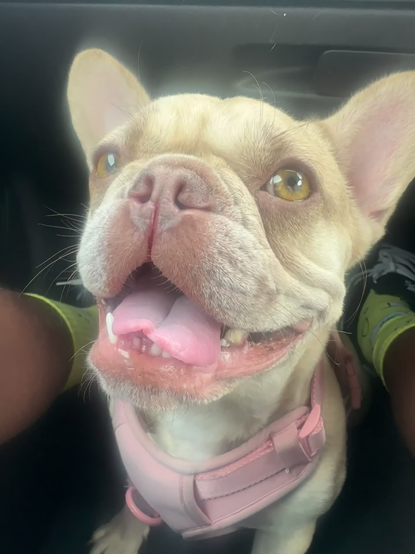 French Bulldog dogs for sale: 🐶 Meet Malibu – Looking for a Forever Home ❤️ - Video 1