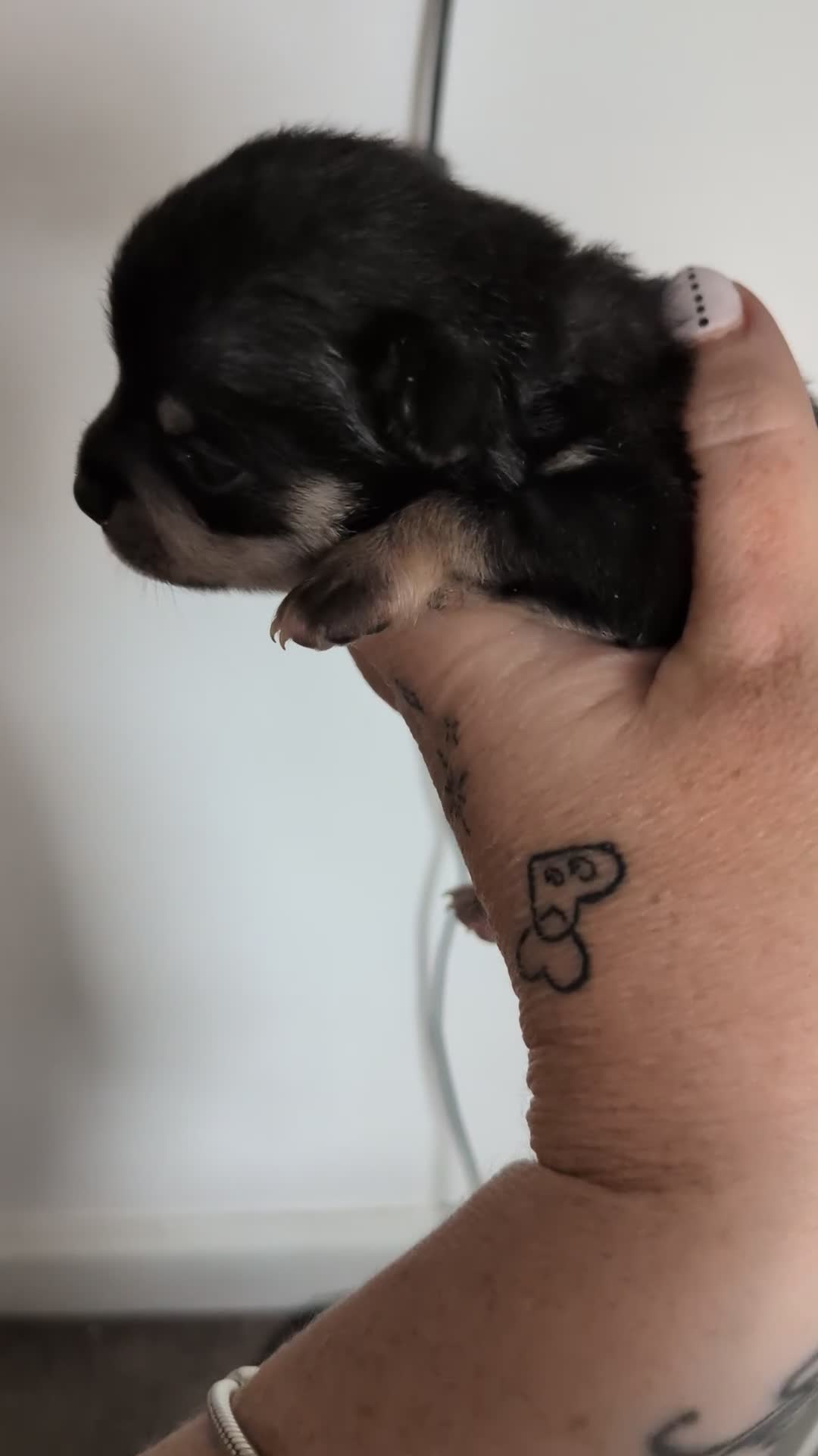 Chihuahua dogs for sale: Litter of Chihuahua pups - Video 2