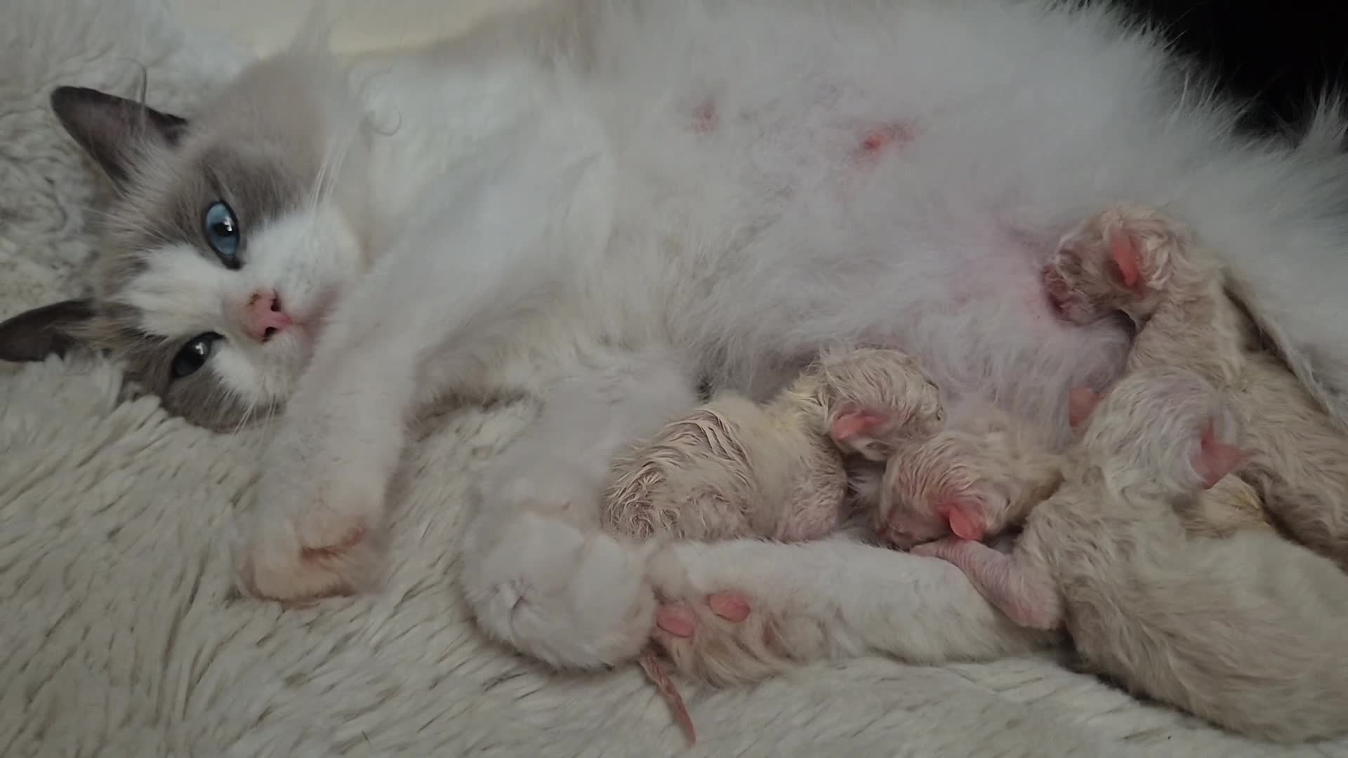 Ragdoll cats for sale:  Ragdoll Kittens Champion🩵 - Video 1