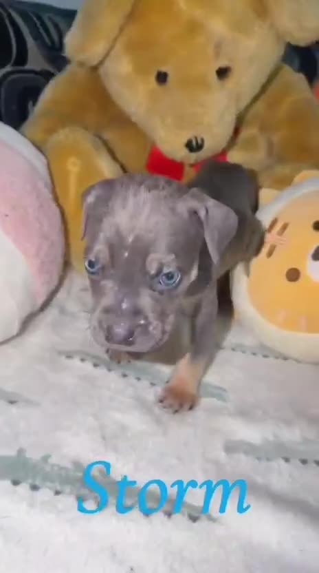 Cane Corso dogs for sale: Cane corso puppies, beautiful litter. - Video 1