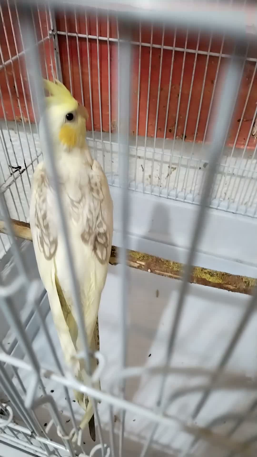 Cockatiels birds for sale: Cokatoo - Video 2