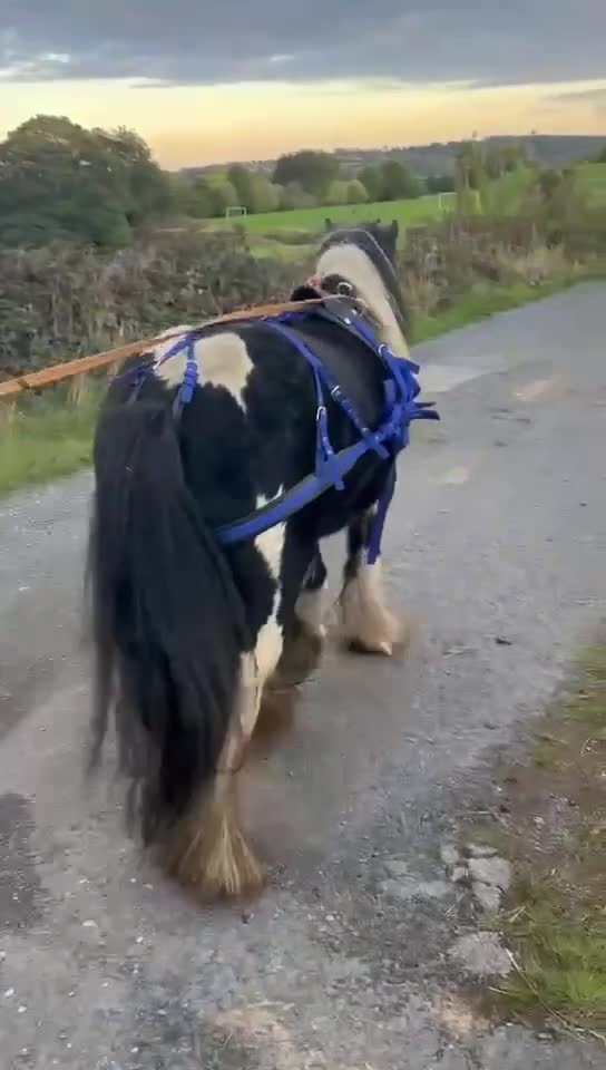 Irish Cob horses for sale: 12.2 mini cob gelding  - Video 3