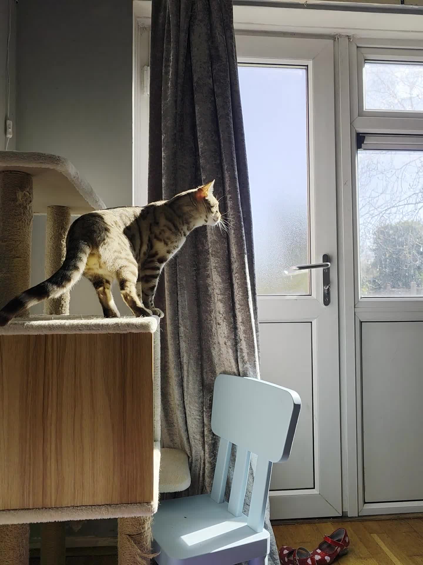 Bengal cats for sale: Bengal - Video 1