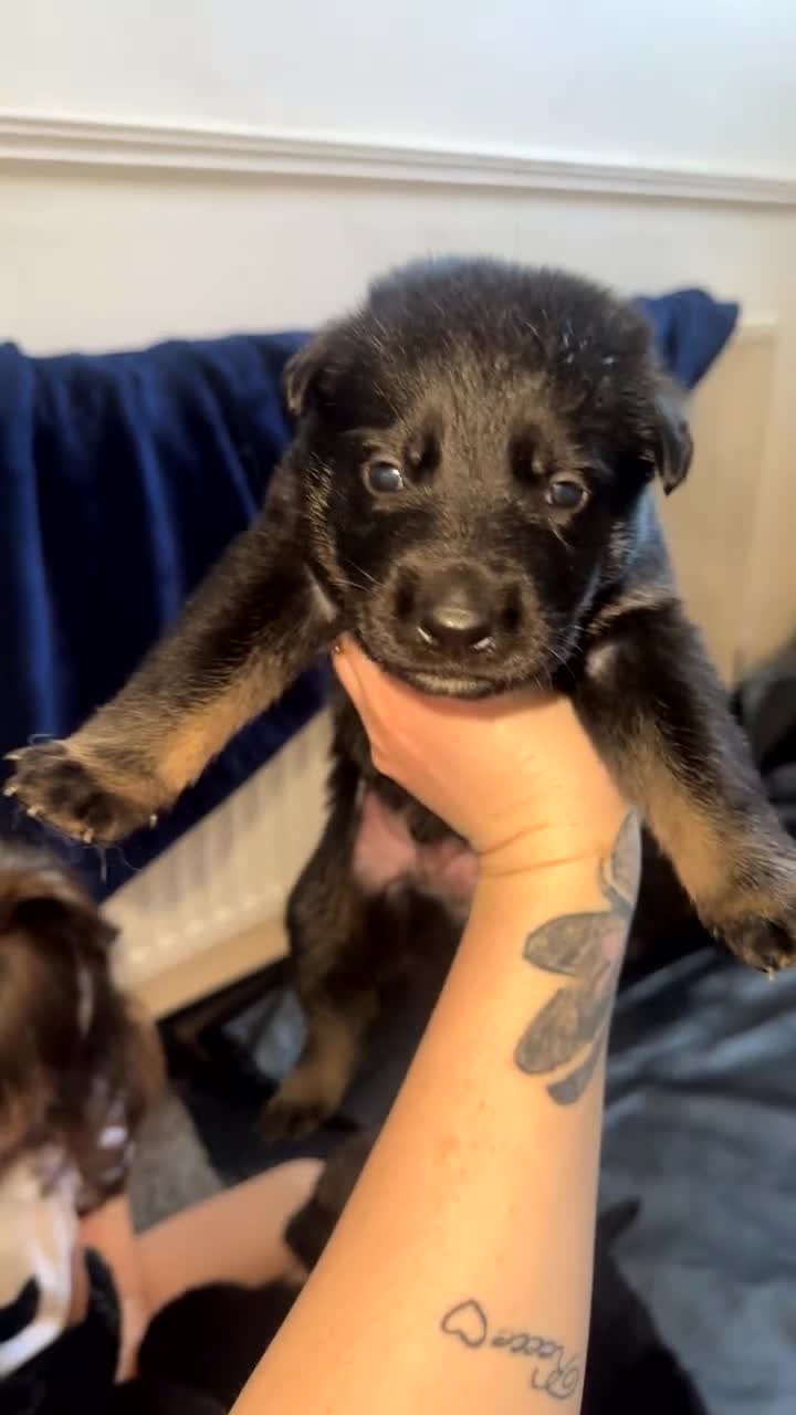 German Shepherd dogs for sale: 9 German shepherd puppies - Video 2