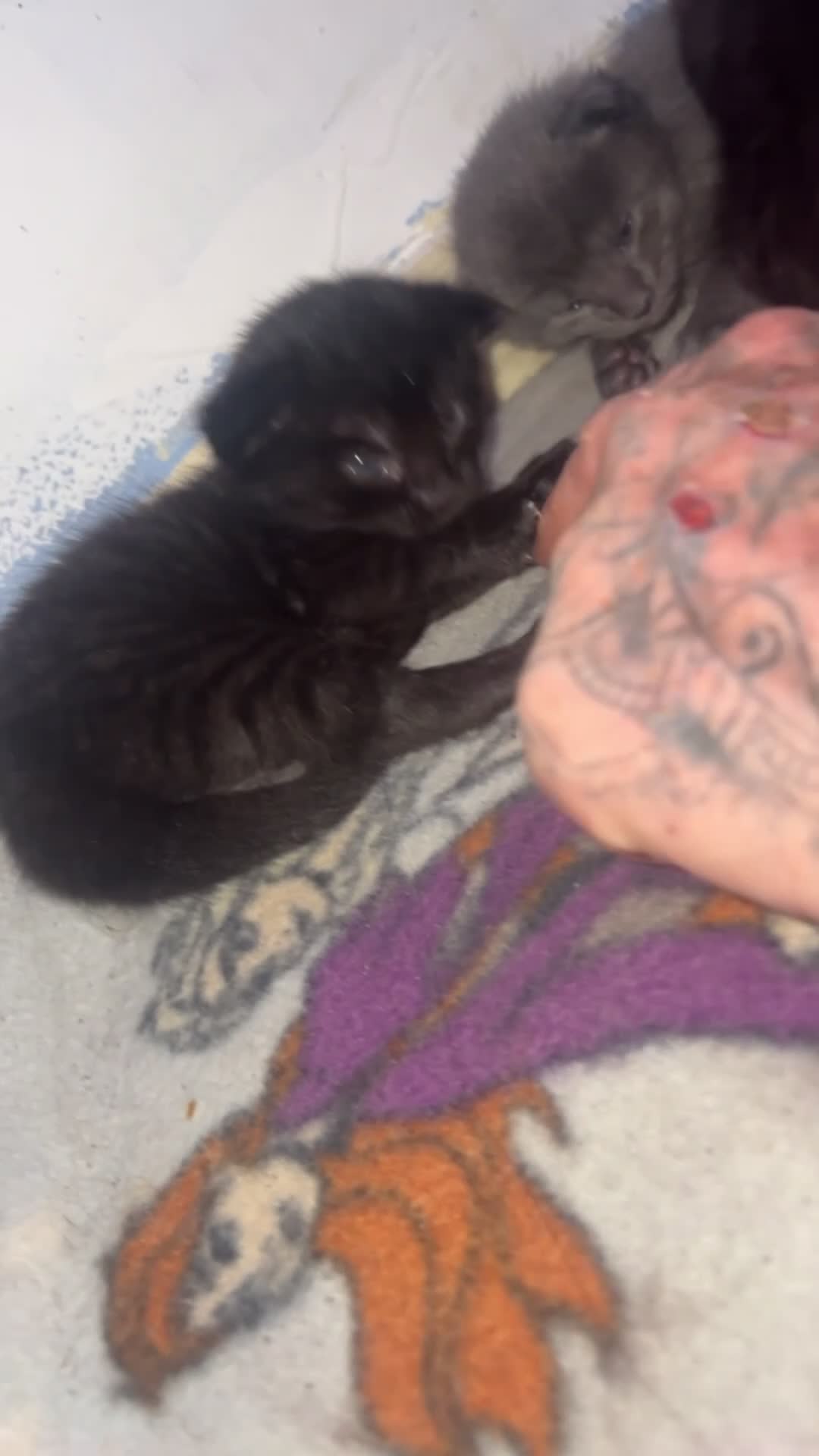 Maine Coon cats for sale: Beautiful litter of 7 maincoon kittens  - Video 2