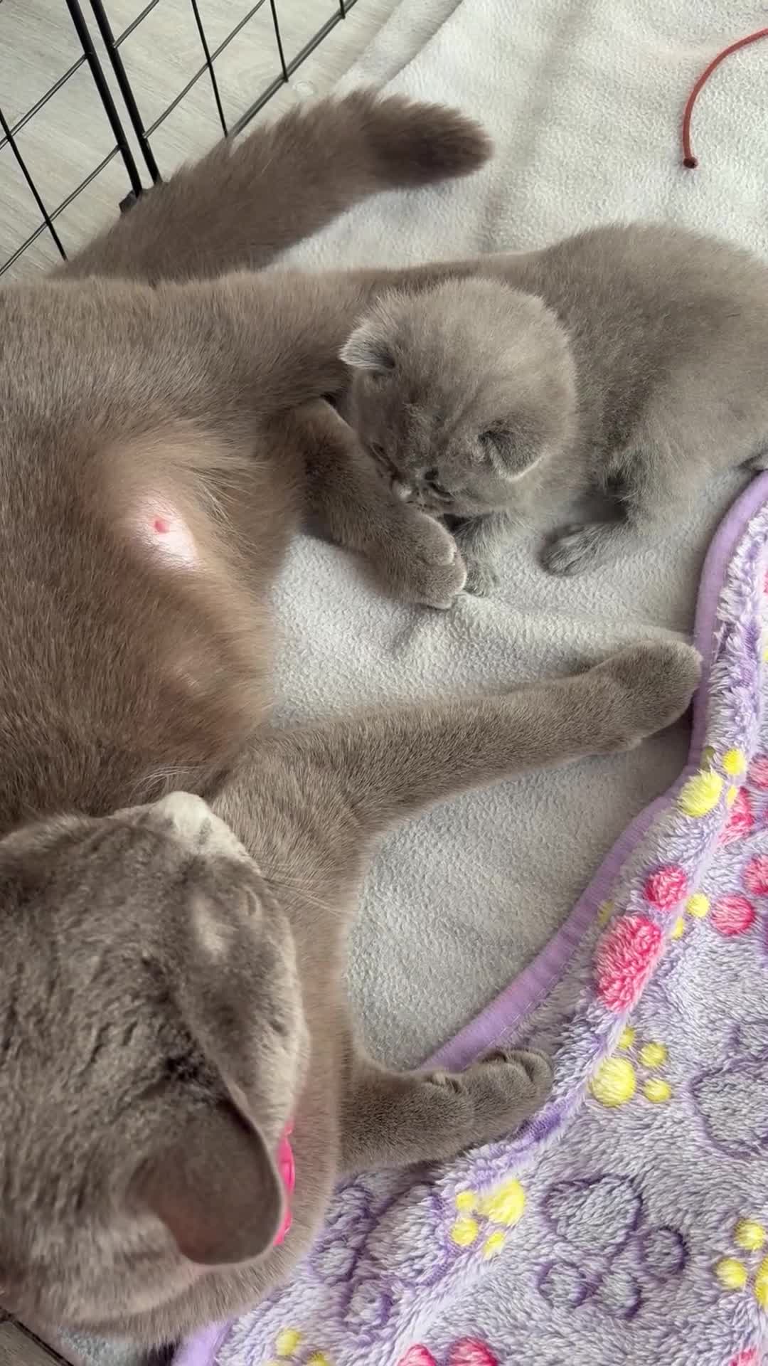 British Shorthair cats for sale: Two Female Grey British Short hair kittens  - Video 2