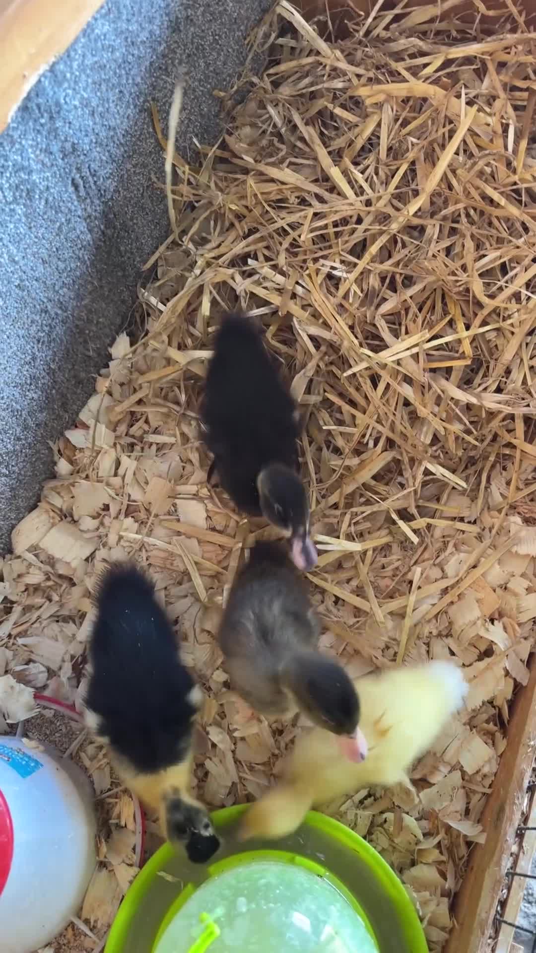 Ducks poultry for sale: Indian runner chicks for sale  in Alcester - Video 4