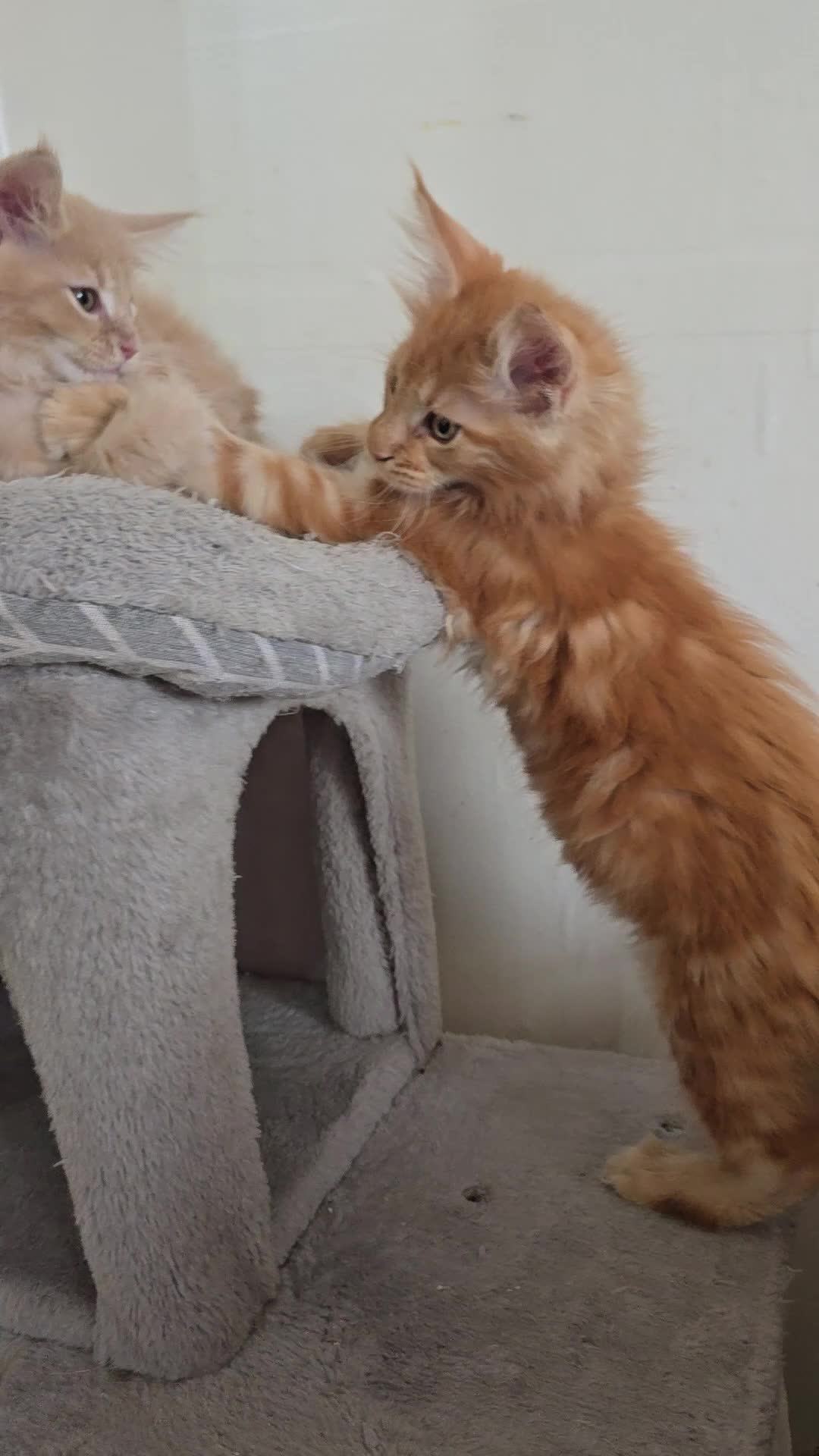 Maine Coon cats for sale: Full Mainecoon beautiful kittens  - Video 1