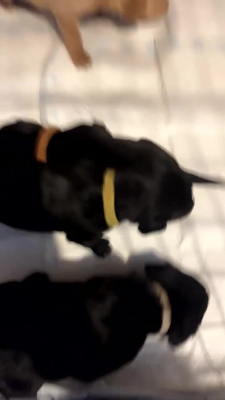 Labrador Retriever dogs for stud: KC registered Labrador in Bishop Auckland - Video 3