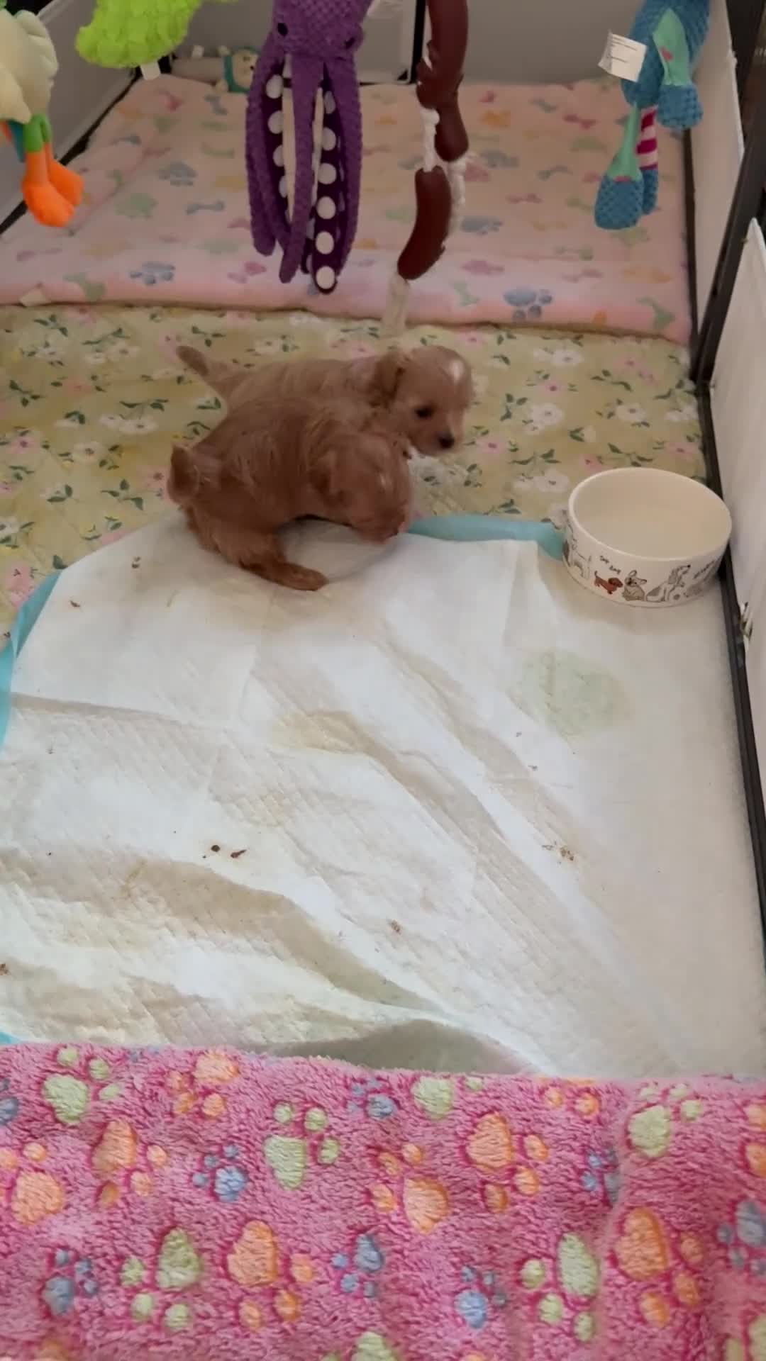 Maltipoo dogs for sale: Asian Maltipo Puppies XS Teddy Bear Faces Expected - Video 2