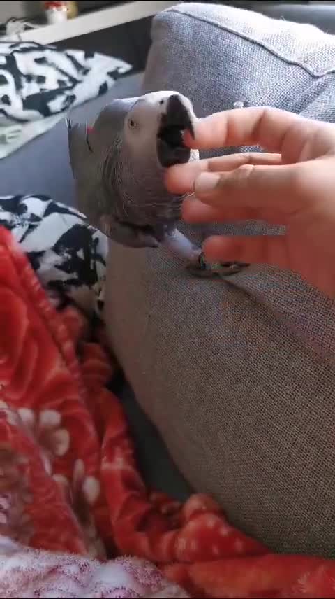 Parrots birds for sale: African grey parrot  - Video 3