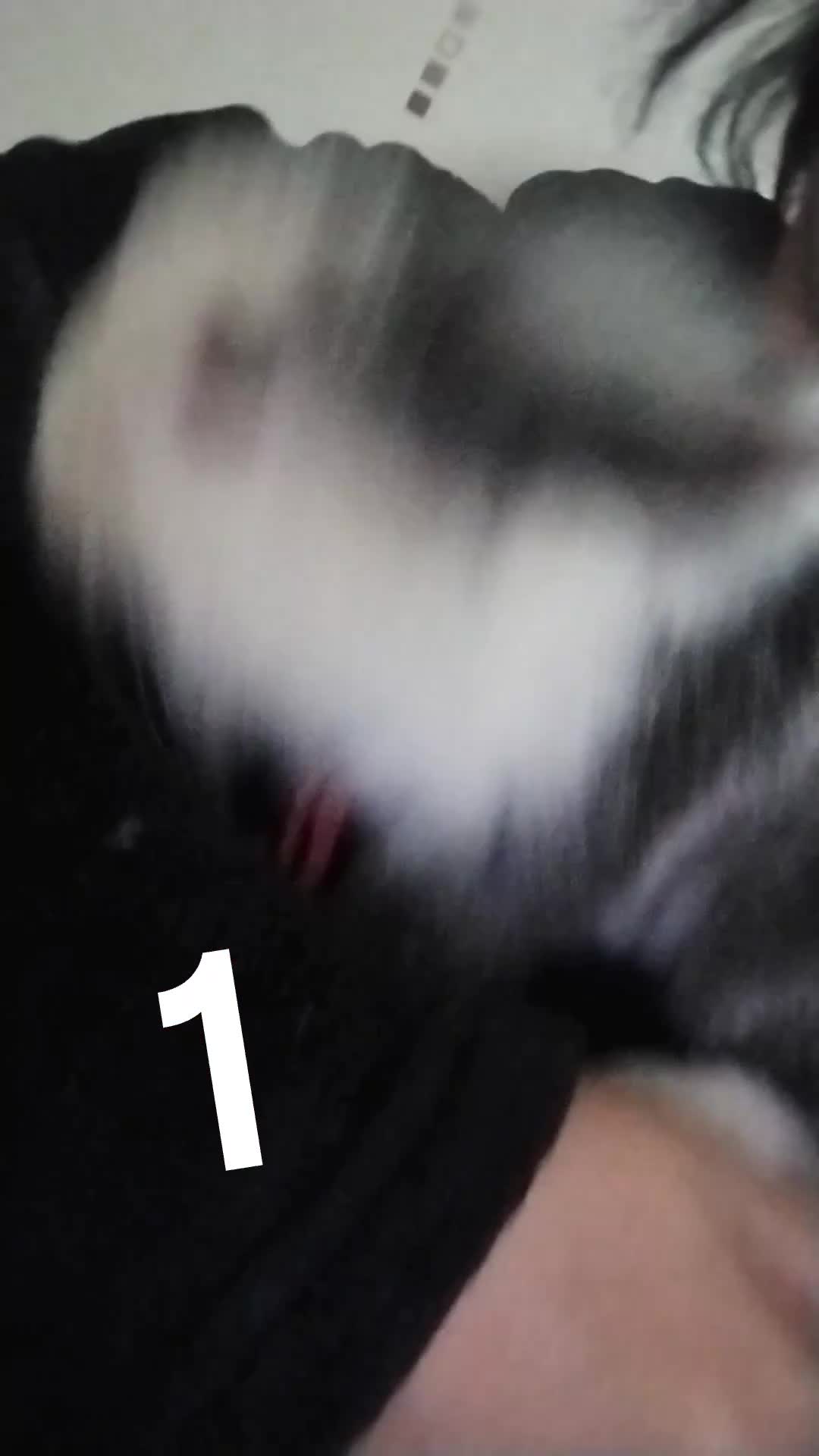 Lionhead rabbits for sale: 4 Female Lionhead available NOW - Video 1