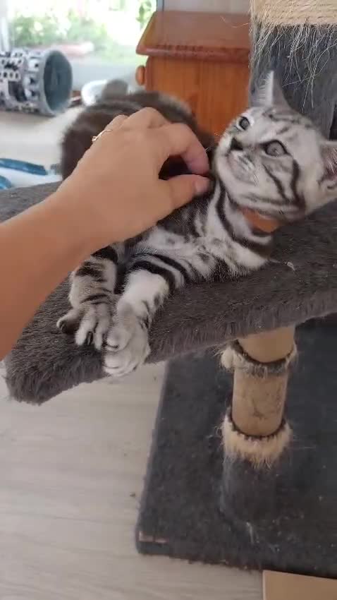 British Shorthair cats for sale: Ready to collect, Silver Tabby last 2 discounted in Rochester - Video 2
