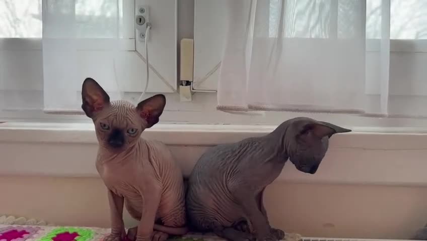 Sphynx cats for sale: Sphynx Kittens. Two Playful Boys, 7 Weeks Old - Video 1