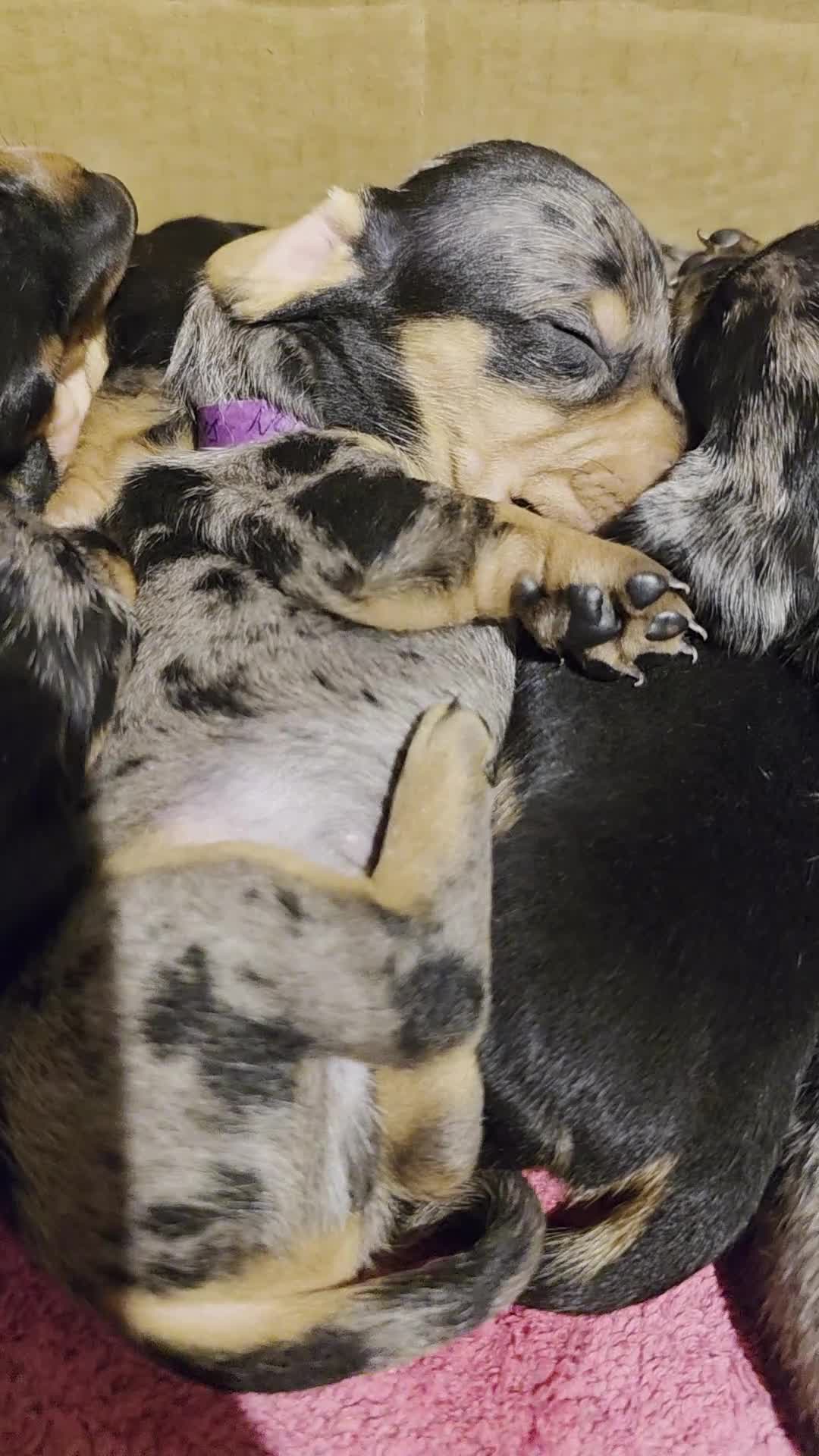 Miniature Dachshund dogs for sale: SILVER/BLACK Adorable dachshund puppies for sale😍 - Video 5