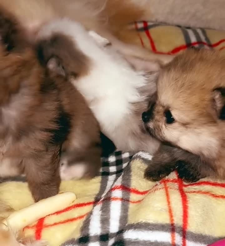 Pomeranian dogs for sale: 🎄🎅CHRISTMAS SPECIAL SMALL SKY🩵BLUE 👀 POMS - Video 1