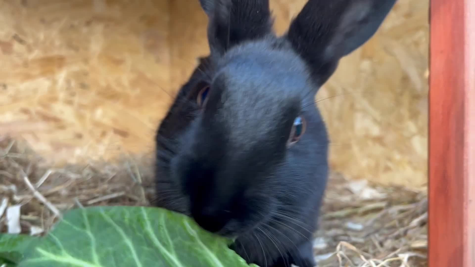 English rabbits for sale: New Zealand X English boy **READY NOW** - Video 1