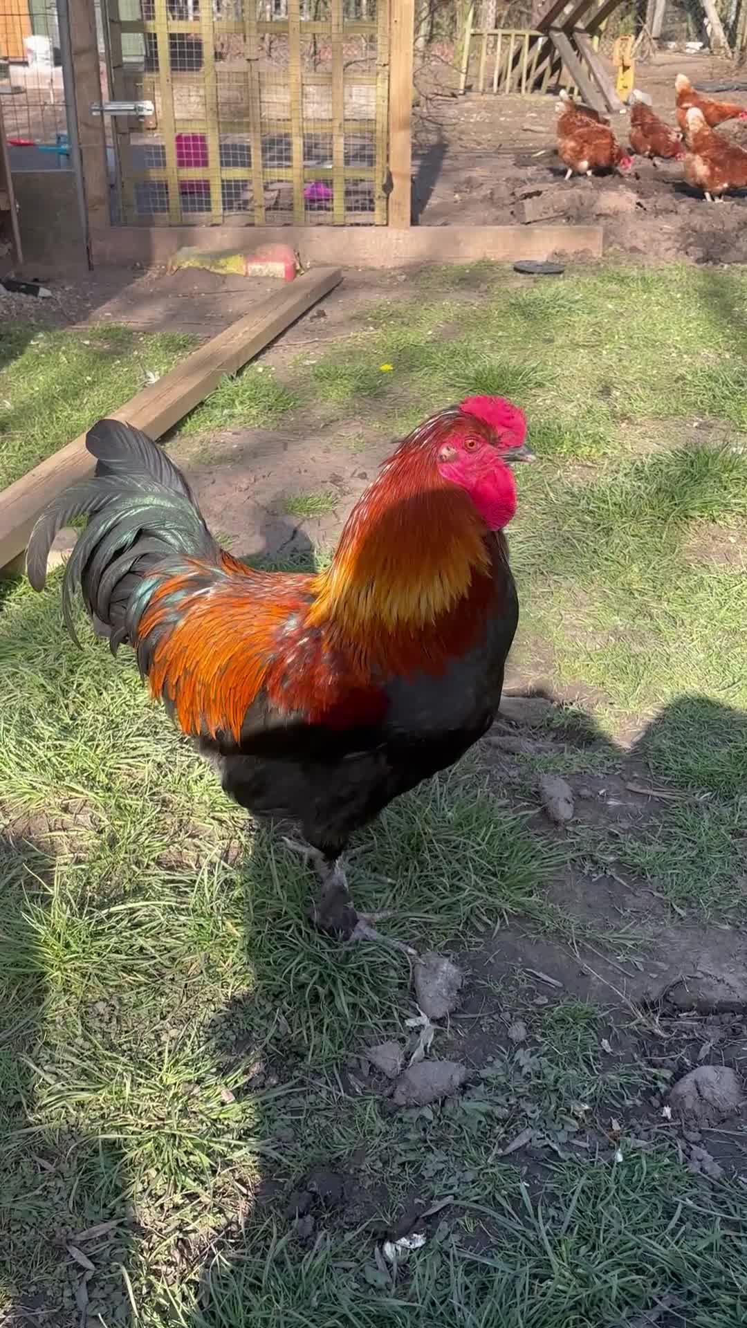 Chickens poultry for sale: Cockerel free to good home  - Video 1