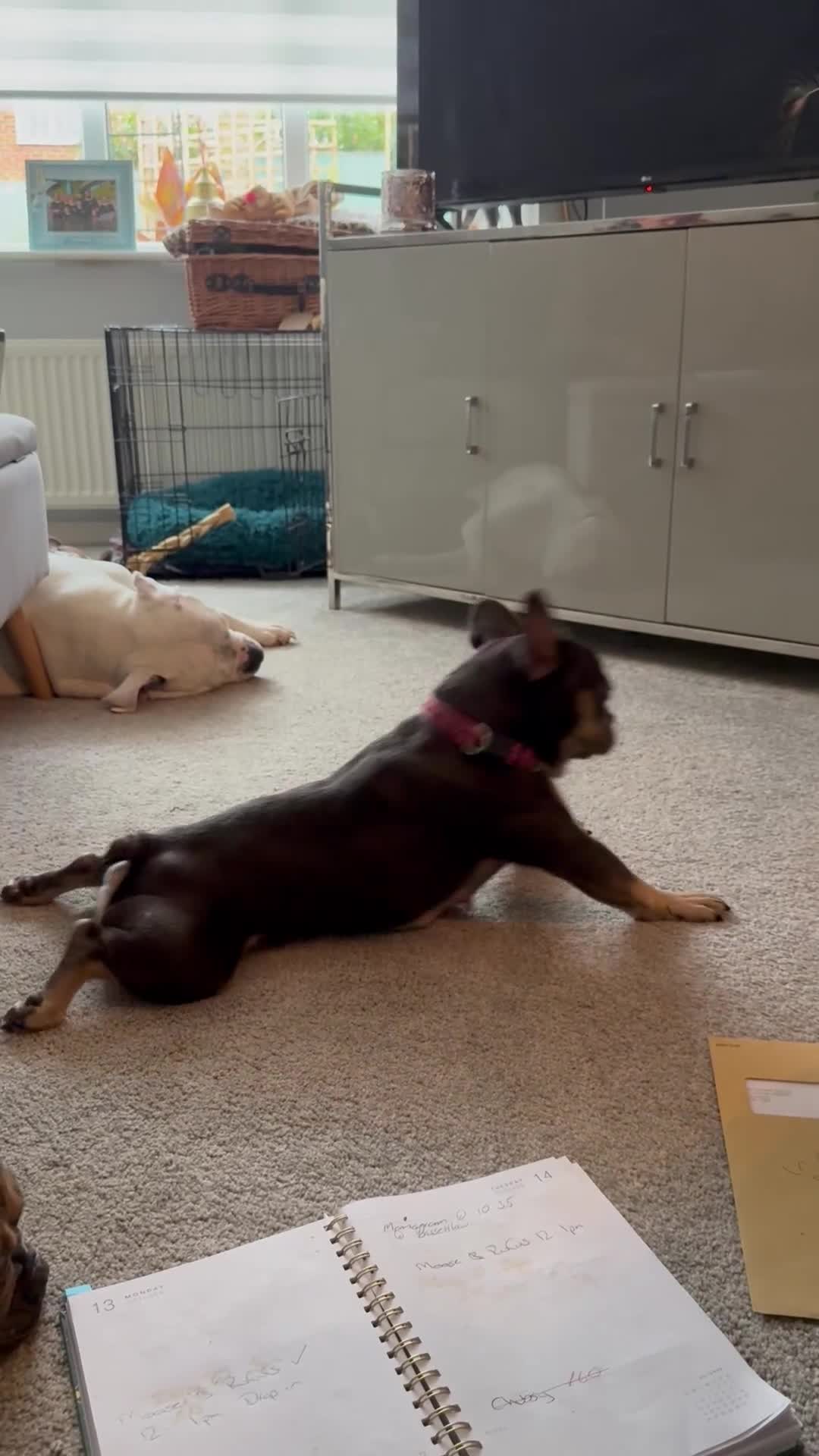French Bulldog dogs for sale: 2Girls @ 2Boys French bulldogs  in Worksop - Video 5