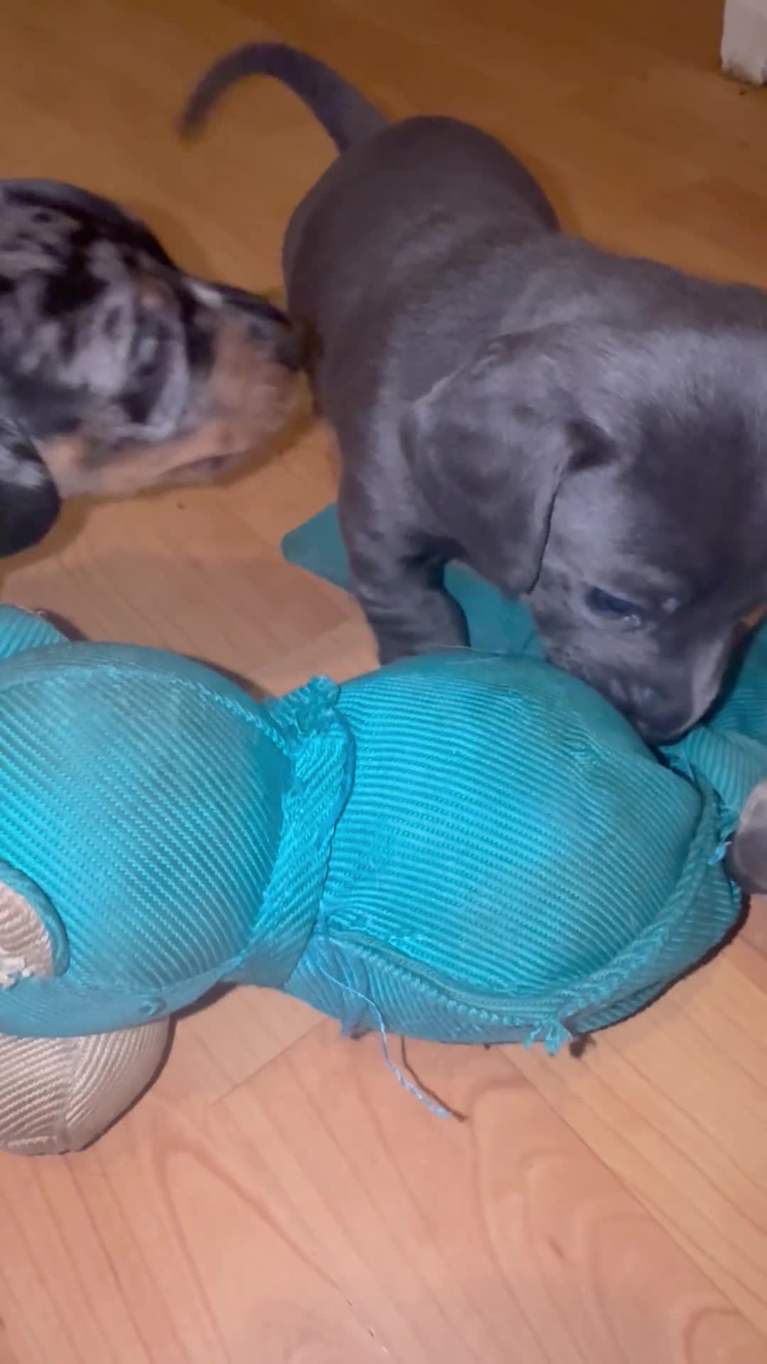 Miniature Dachshund dogs for sale: Last 2 pups 🩵🩷 - Video 5