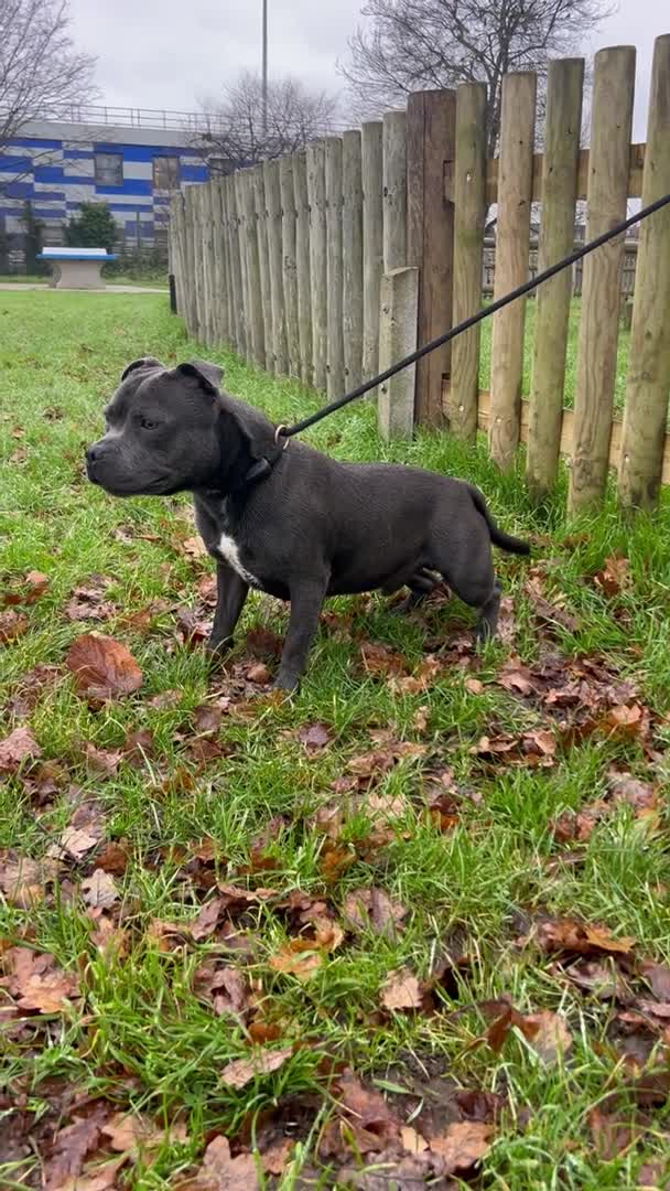 Staffordshire Bull Terrier dogs for stud: Exceptional Blue Staffordshire Stud Service -Milo in Brentford - Video 1
