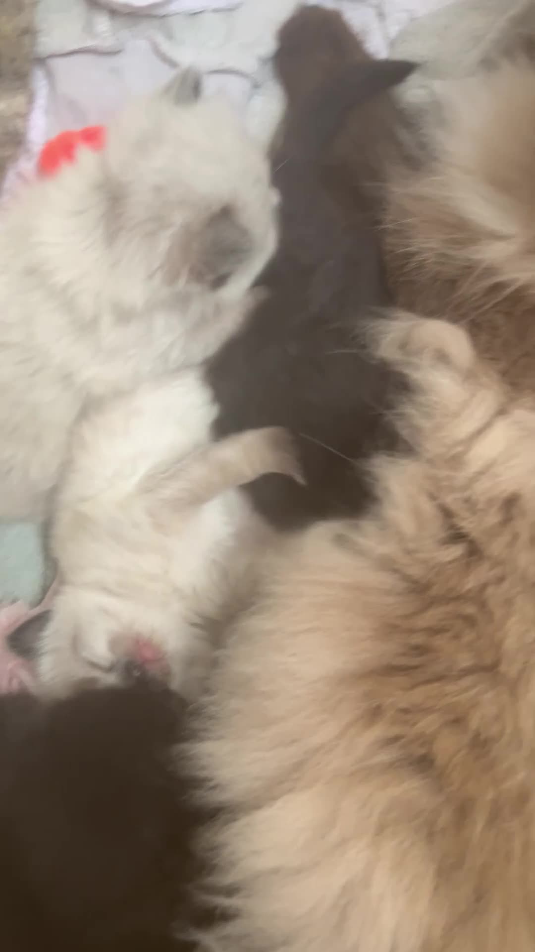 Mixed Breed cats for sale: Champion parents had cute babies  - Video 2