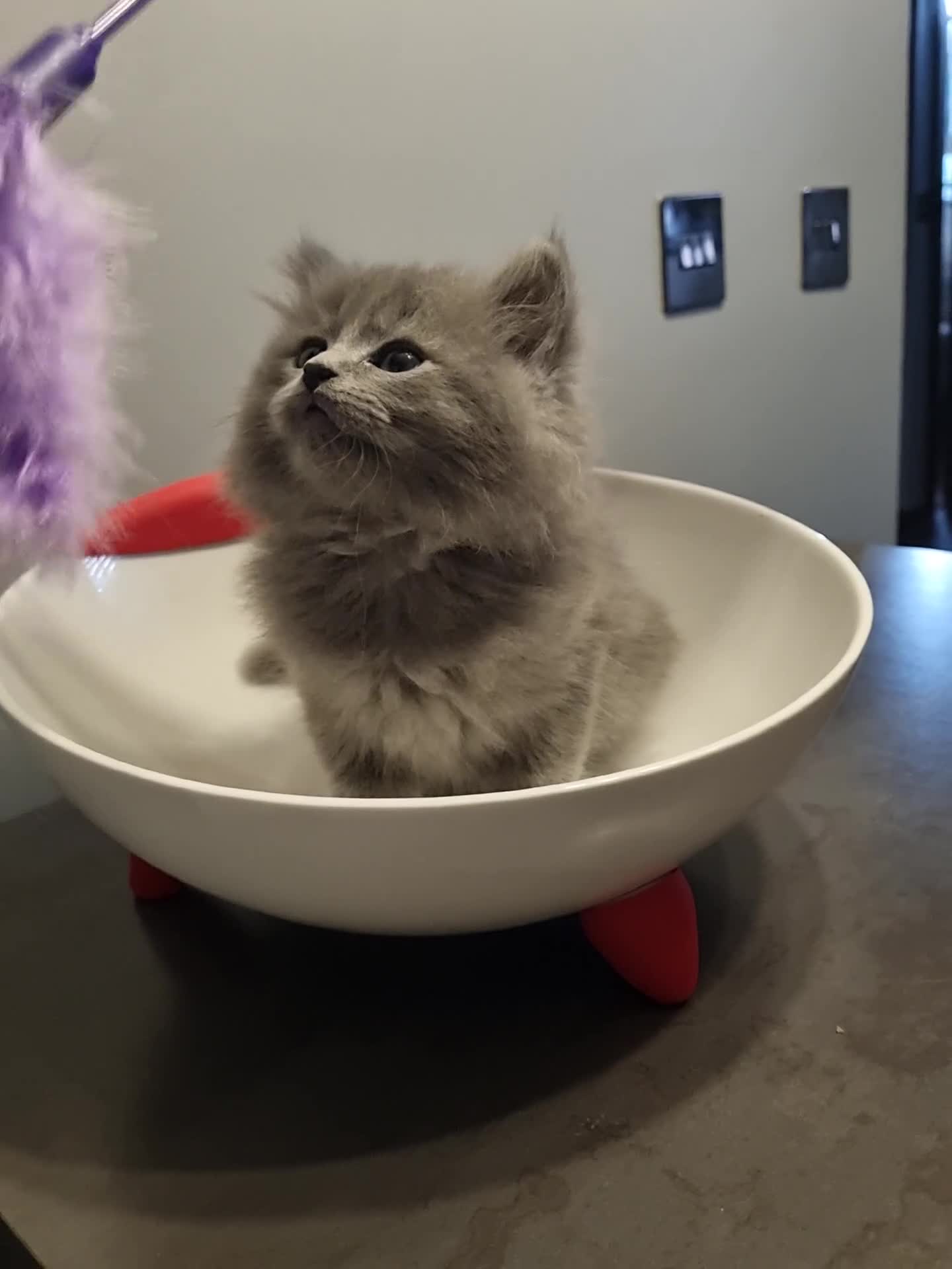 Persian cats for sale: PERSIAN KITTEN FOR SALE in Peterborough - Video 1
