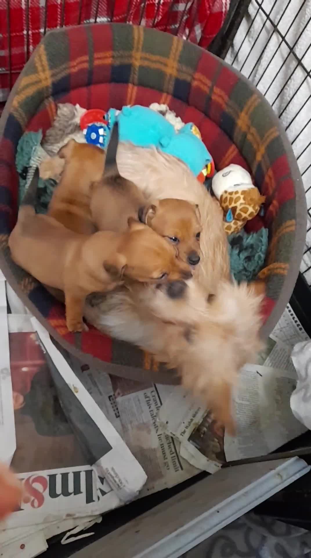 Mixed Breed dogs for sale: Gorgeous Norwich terrier X Puppies - Video 1