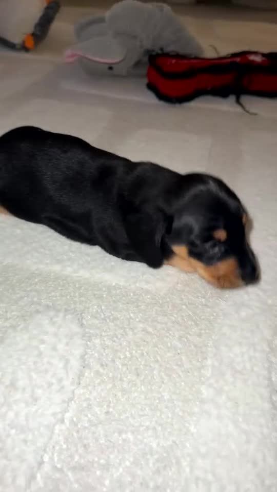 Miniature Dachshund dogs for sale: READY TO LEAVE KC Pedigree Miniature dachshunds - Video 1