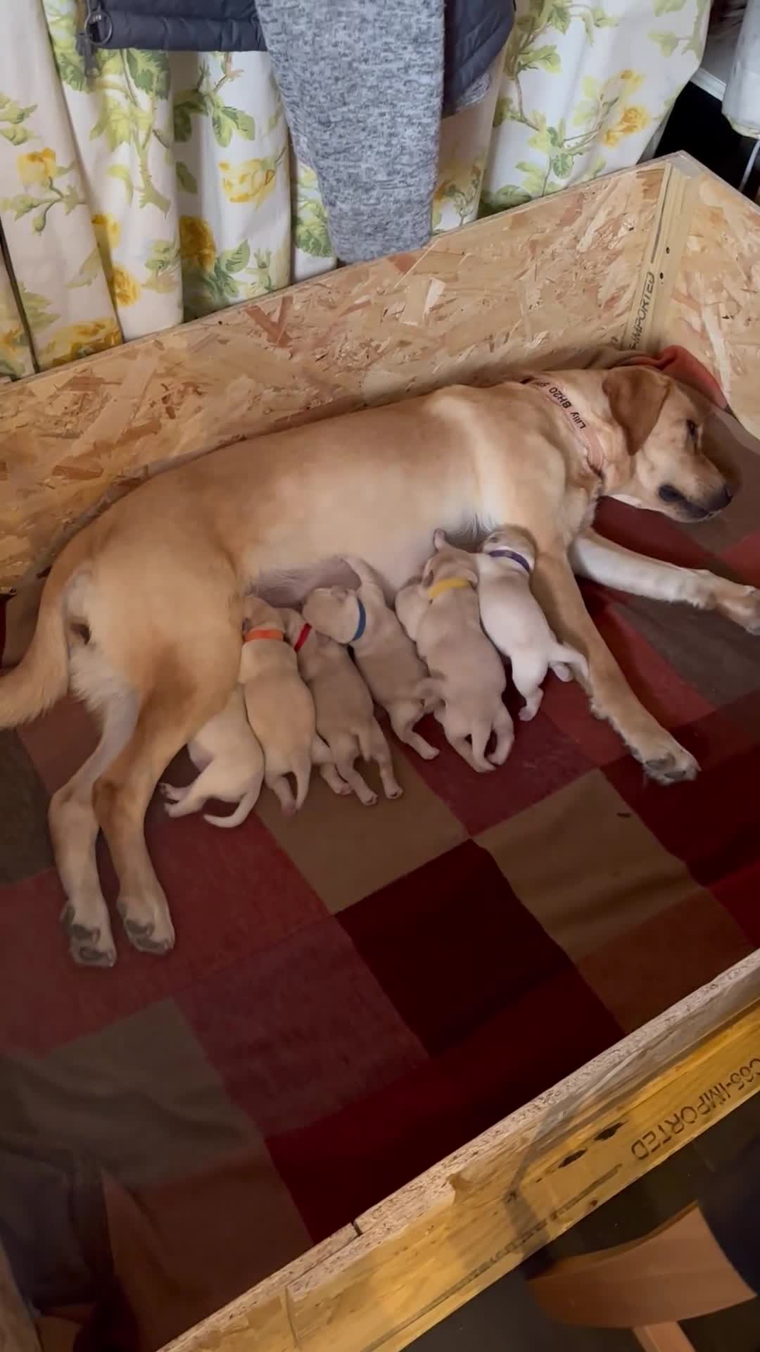 Labrador Retriever dogs for sale: Labrador retriever puppies.  - Video 1